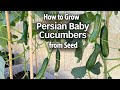 How to Grow Cucumbers from Seed in Containers - Persian Baby Cucumber | Easy Planting Guide