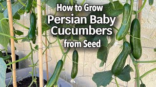 How to Grow Cucumbers from Seed in Containers - Persian Baby Cucumber | Easy Planting Guide