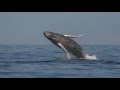 Whale animations
