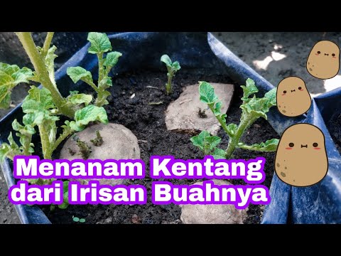 Video: Menanam Ubi Biji Kentang