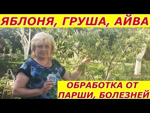 Яблоня, Груша, Айва обработай от ПАРШИ!!! И от болезней!