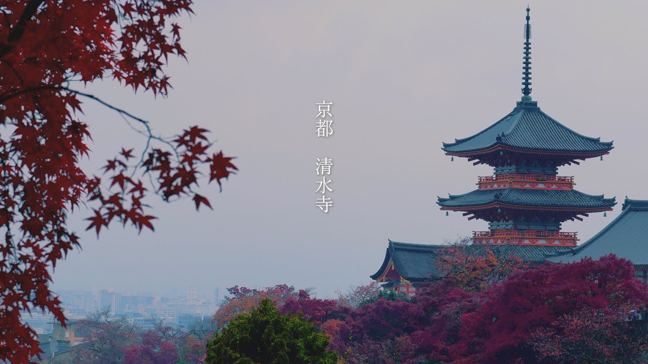 【愛犬と行く旅Vlog】in京都｜清水寺(雨天×紅葉🍁)