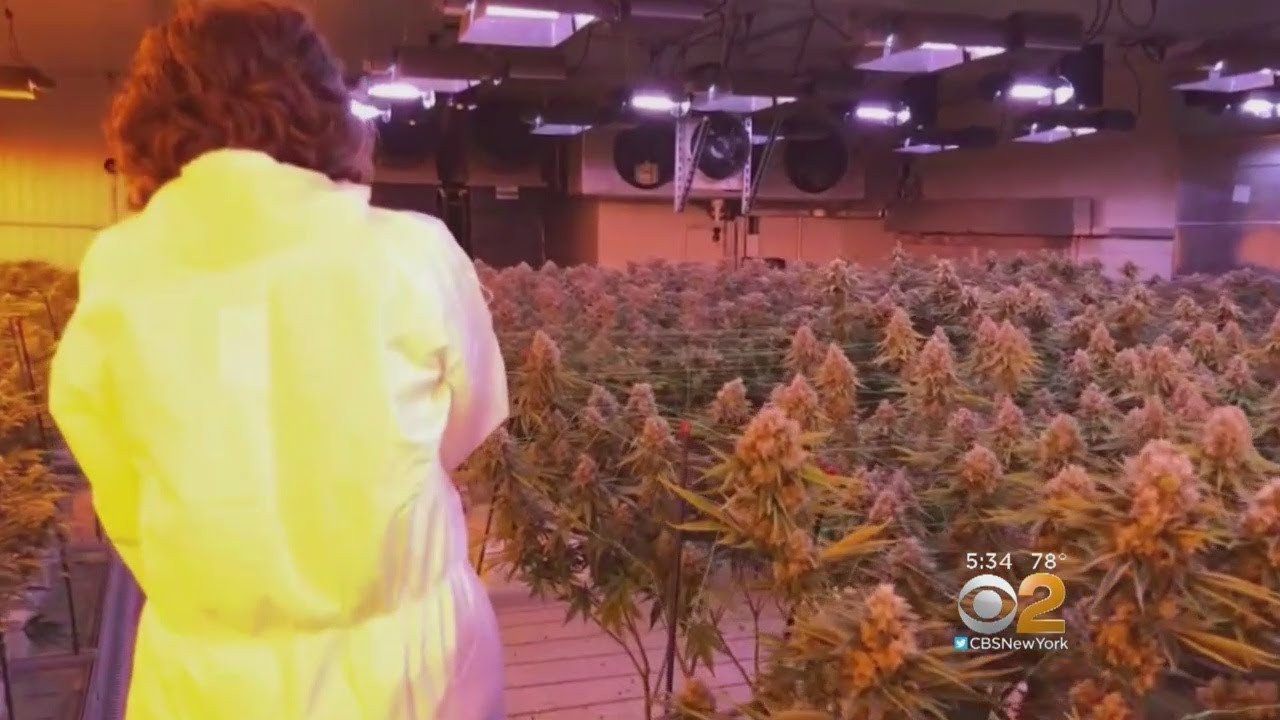Exclusive: Inside NJ Warehouse Filled With Thousands Of Pot Plants