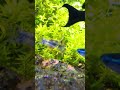 パールグラスの茂みに突っ込むコリドラスパレアタス　#アクアリウム#コリドラス