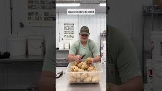 Taking good care of our spuds!