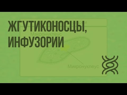 Жгутиконосцы, инфузории. Видеоурок по биологии 7 класс