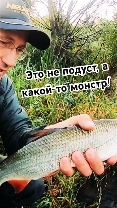 Эту рыбу я точно не ждал! Гигантский ПОДУСТ взял на розовый воблер # ...