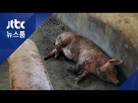 제주도 내 축사 4곳 중 3곳 &amp;#39;무허가&amp;#39;…&amp;#39;청정&amp;#39;과는 거리