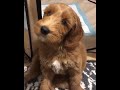 Cute puppy compilation  amazing dogss  shorts