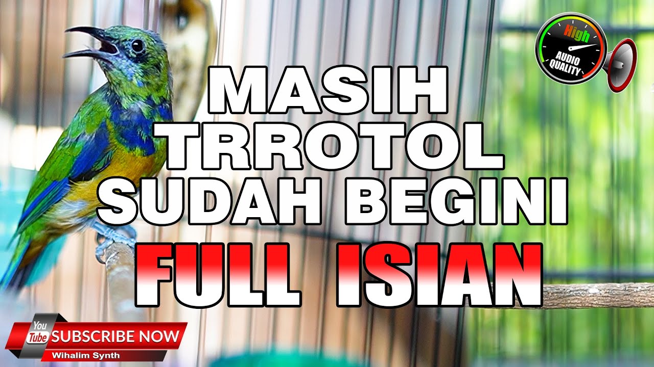 MASIH TROTOL SUDAH BEGINI !! CUCAK CUNGKOK GACOR FULL ISIAN MEWAH PANJANG JENIH BAIK UNTUK MASTERAN