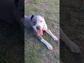 Gas after 10 minutes of running… 😅💨Does your dog do this too? 😄 #dog #fyp #funnydog #run #dogvideo
