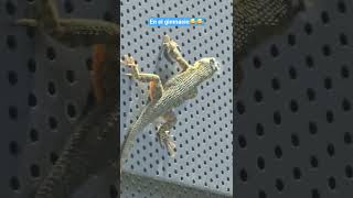 Lagartija Haciendo Lagartijas. California, Usa.