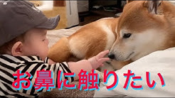 8月生まれの柴犬はっち Youtube 8月生まれの柴犬はっち Youtube