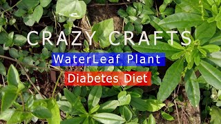 WaterLeaf Plant || Diabetes Diet || Grow in Your Garden || CRAZY CRAFTS