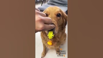 dog funny whistle sound#animals funny life💕 whatsapp video #street dog #dog lover