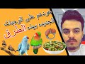 كيف تتعامل مع الطيور الي ما تقبل الوجبات مثل الخضروات والبيض وغيرهم