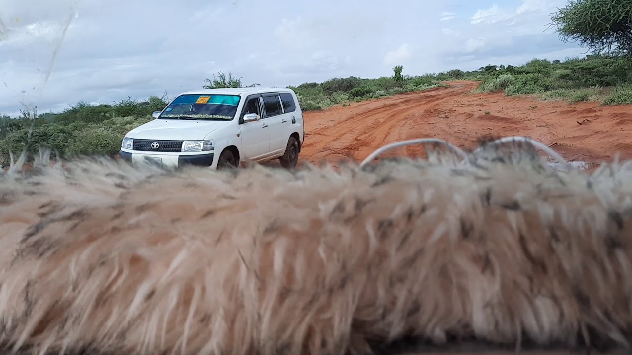 Safar aan ku tagnay Dagmada Balanbale