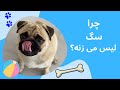 چرا سگ لیس می زنه علت لیس زدن سگ چیست