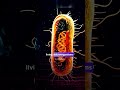 Virus & bacteria comparison #virus #viruskiller #bacteria #bacterialdisease #virusdetected #biotech