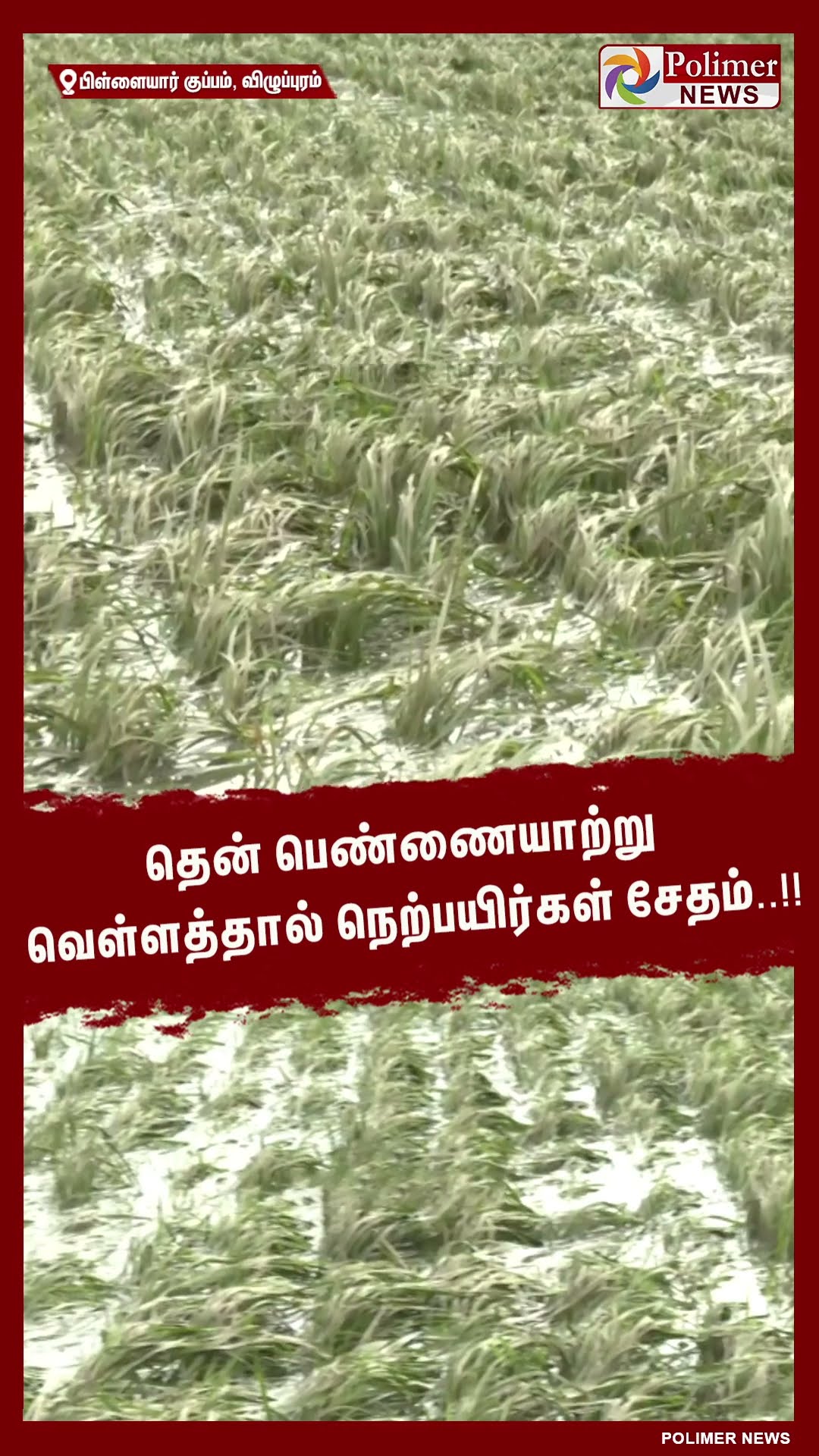 தென் பெண்ணையாற்று வெள்ளத்தால் நெற்பயிர்கள் சேதம்..!! #shorts
