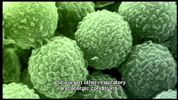 Live Well with Asthma - Chapter: Asthma Triggers - Mould