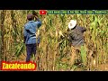 Asi se ZACATEA la MILPA en Oaxaca para las PASTURA de los animales 1