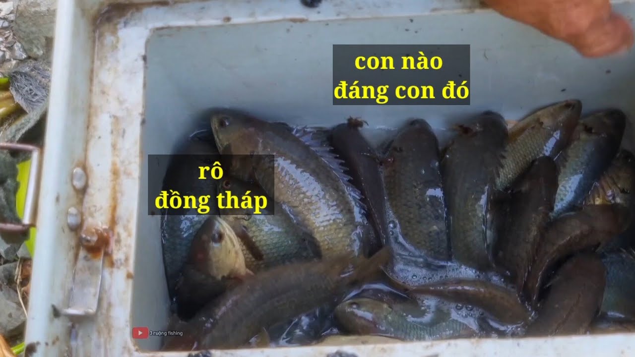 Câu cá rô trải nghiệm cách mới (video 108)@3ruongFishing 