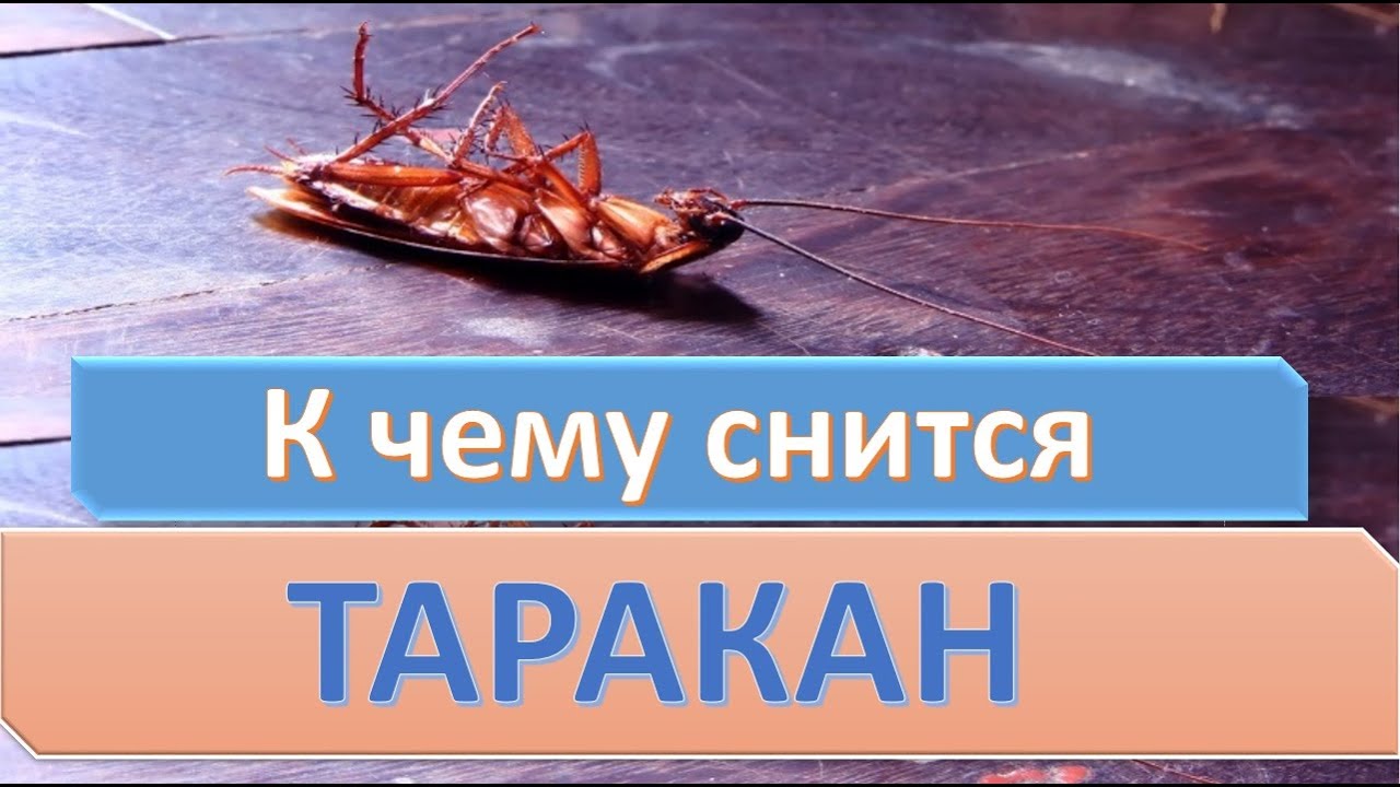 К чему снится ТАРАКАН | СОННИК