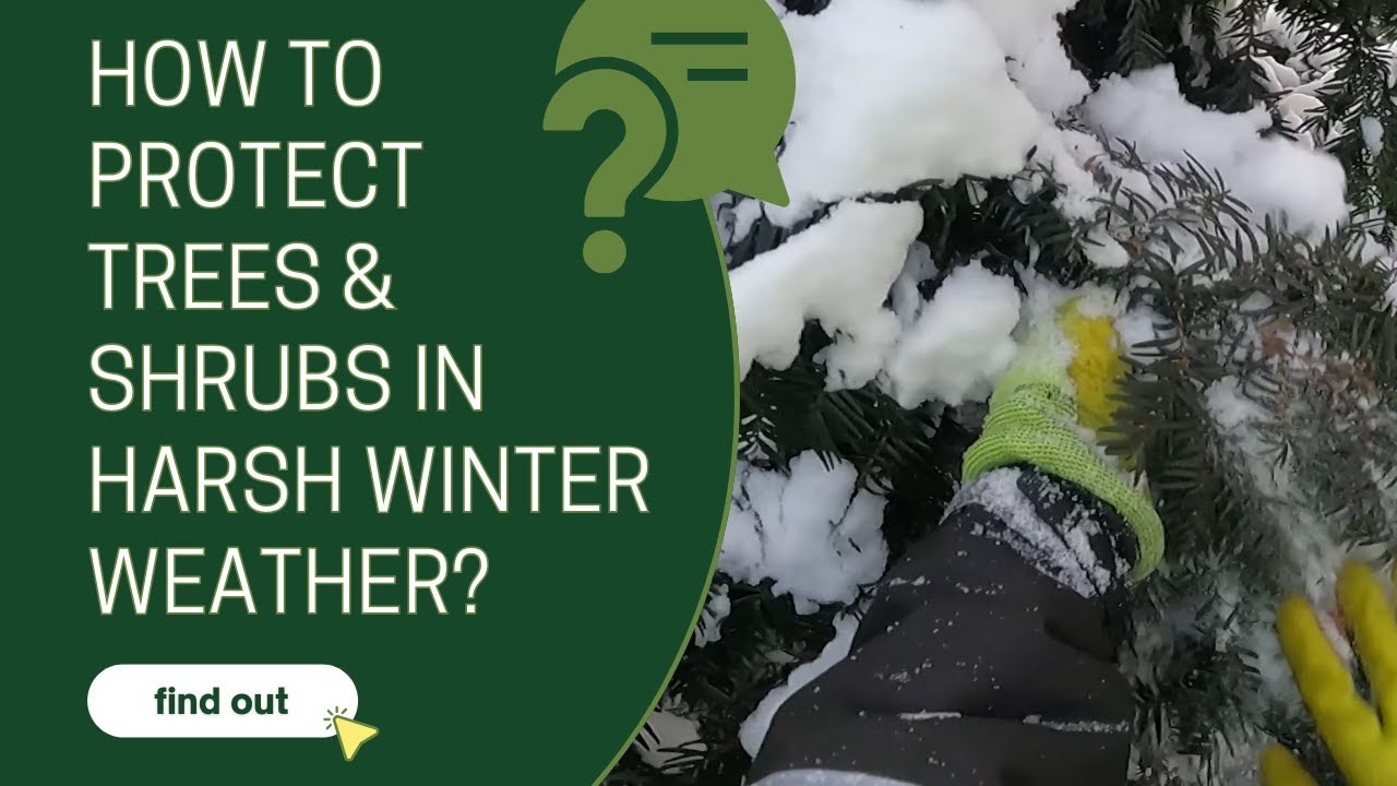 How to protect trees and shrubs in harsh winter weather? - YouTube
