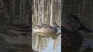 Blue-winged Teal swims