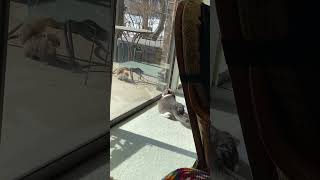 Squirrel and Vaska: a diplomatic meeting through the window.