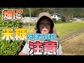 畑に米糠はダメなのですか？