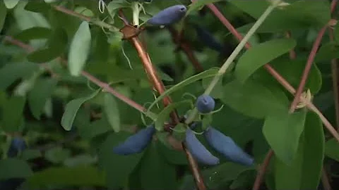 Чтобы жимолость на даче была сладкой нужно всего лишь...