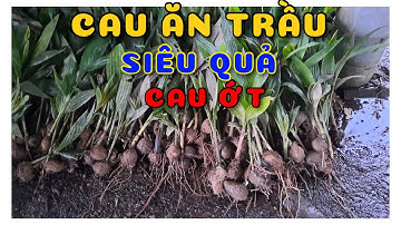 Cây cau ăn trầu siêu quả cau ớt | 0386569374 - Ngọc Ngân Bến Tre | Chuyên cây độc lạ