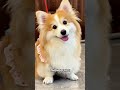 Dogs see humans as Super-Dogs. #dogs