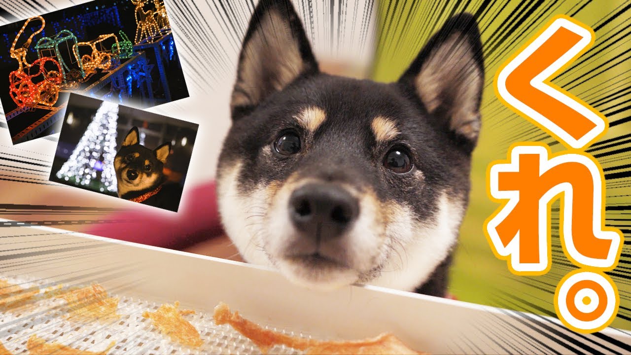 犬用腹巻の作り方 簡単 爆速 100均 で柴犬にはらまきを作った 豆柴 Youtube