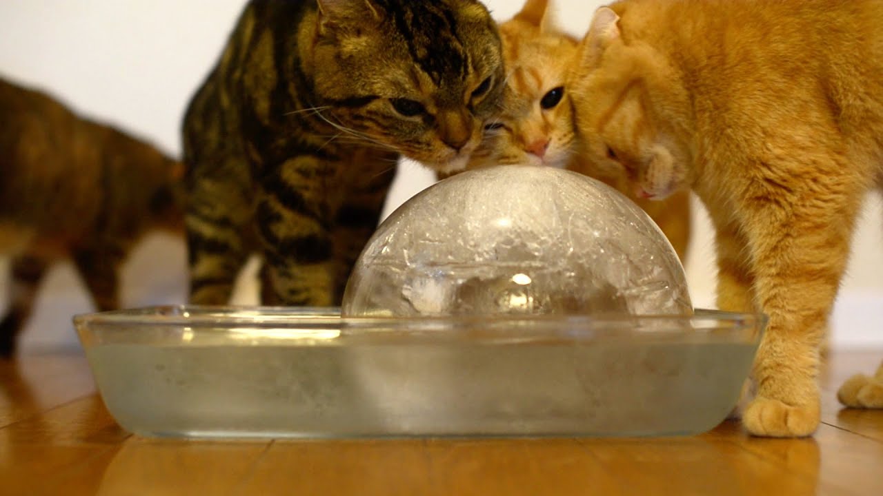 Nine Cats Enjoying a Giant Ice Ball Love Meow