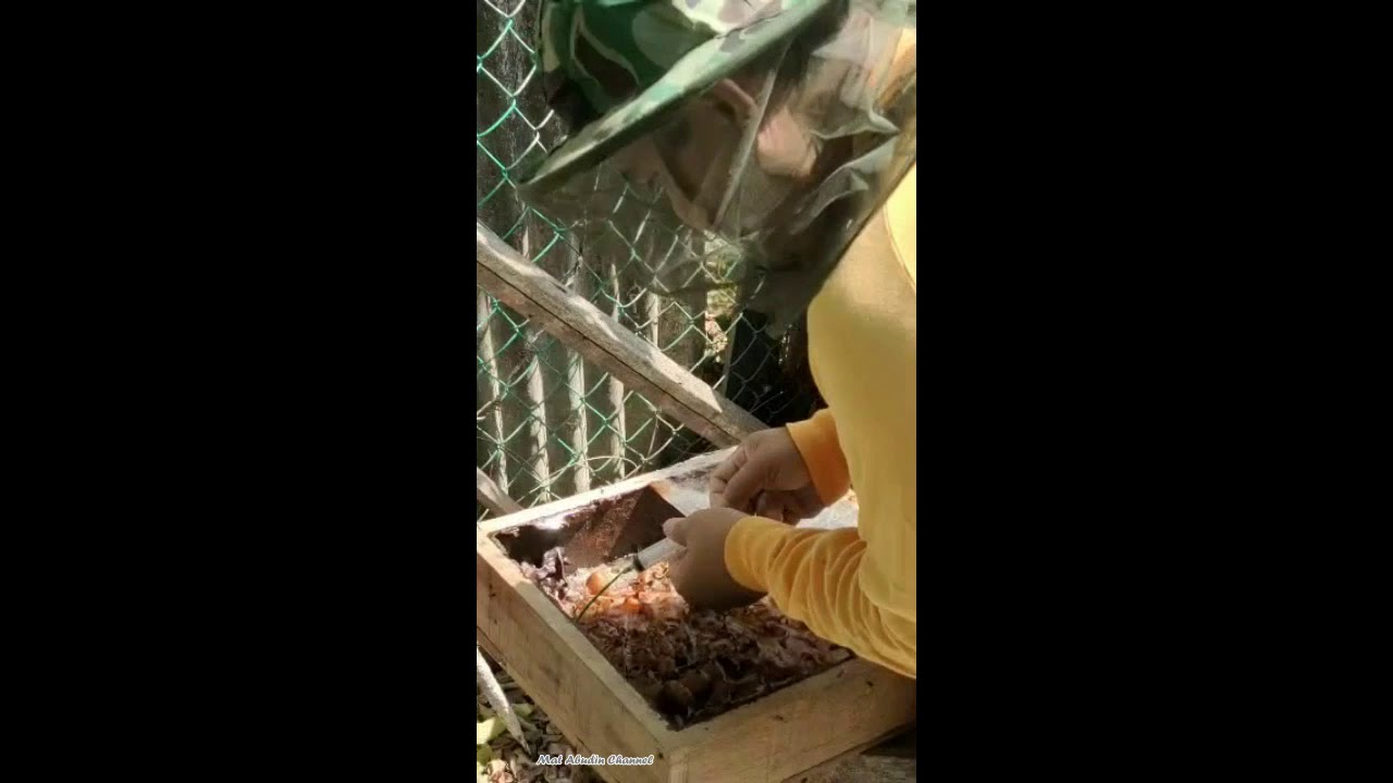Proses Penyedutan Madu | Kelulut Itama - YouTube