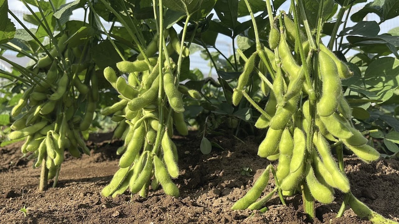 エダマメを鈴なりに実らせる育て方のコツ・残渣処理にカルス使えばフカフカな土になる（肥料〜害虫対策〜土寄せ）23/7/14