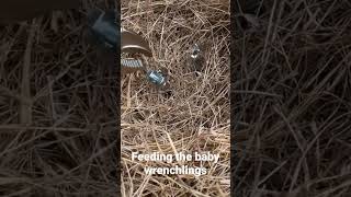 Feeding the Baby Wrenchlings