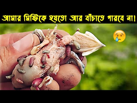 ভিডিও: প্রকৃতির সন্তান - চড়ুই ছানা