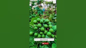 𝗜𝗡𝗧𝗘𝗥𝗖𝗥𝗢𝗣𝗣𝗜𝗡𝗚 𝗪𝗜𝗧𝗛 𝗧𝗨𝗥𝗞𝗘𝗬 𝗕𝗘𝗥𝗥𝗬 #youtubeshorts #shortvideo #short #viralvideo #motivation #farming