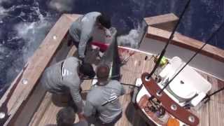 Giant Bluefin Tuna Off Cat Cay- Scott Robins on the Weez in the Keys