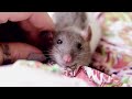 Affectionate little rat / Ласковая крыска