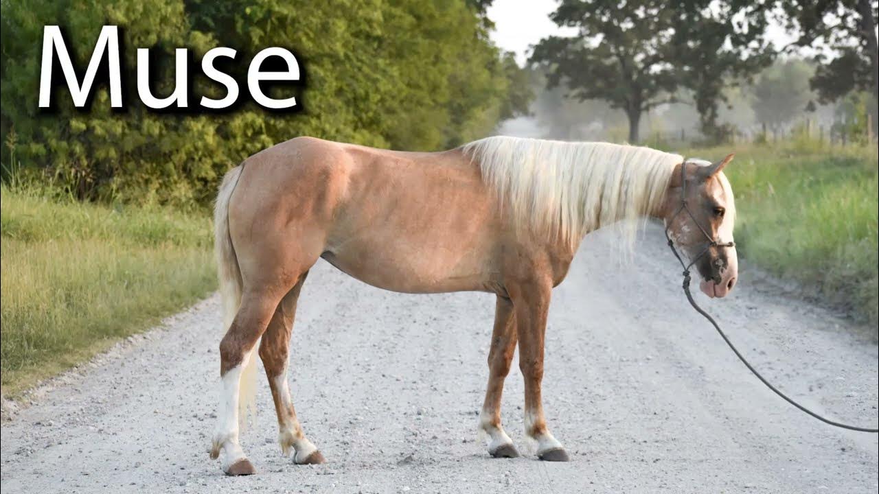 Muse Promo Videos Available Sept 9! YouTube