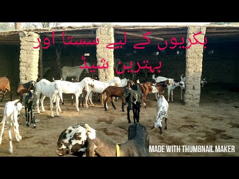 Goat shelter Goat farming in Pakistan simple aur 
