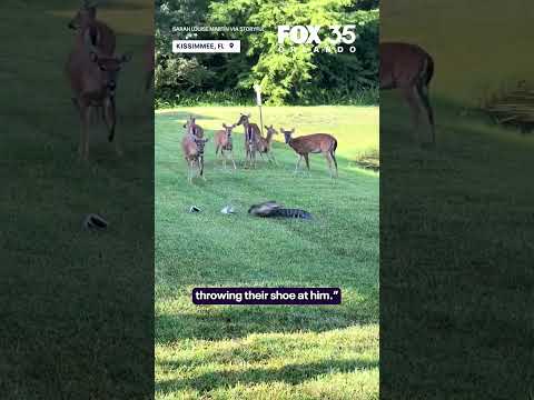 Florida alligator gets revenge on woman who tossed shoe at it