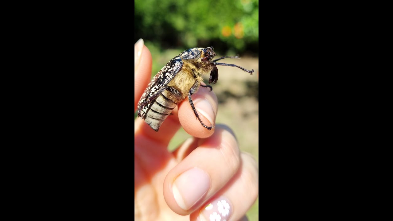 Мраморный хрущ