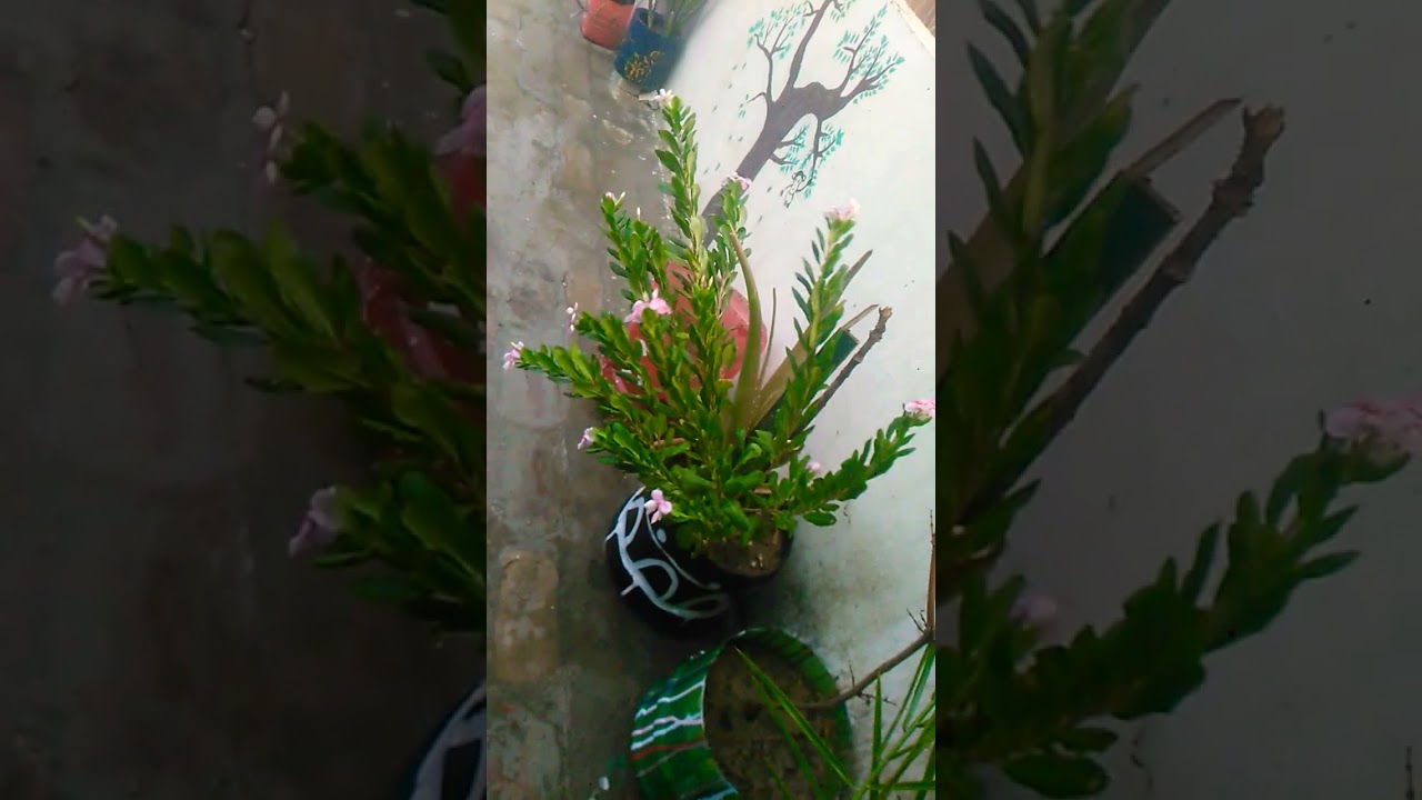 it's rainnning have fun in india............................