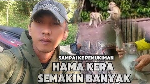 GANAS‼️SEMAKIN BANYAK HAMA KERA LIAR MASUK PEMUKIMAN‼️monkey hunting // berburu kera